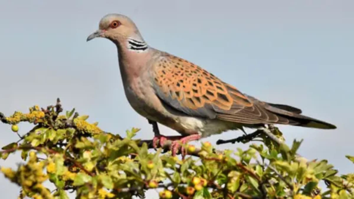30 Turtle Doves Released to Save UK's Fastest Declining Bird - Image 2