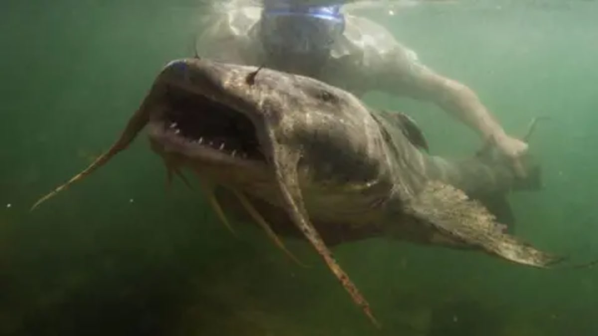 UN Moves to Protect 30 Migrating Fish Species Worldwide - Image 4