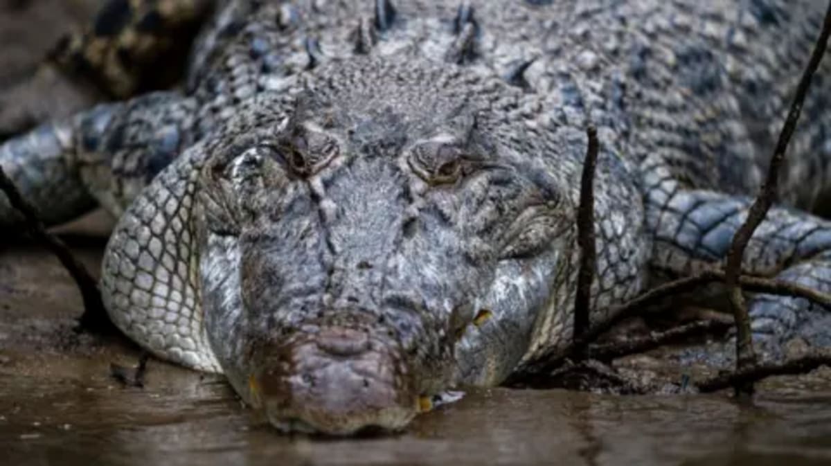Australia's Olympic River Gets Green Light Despite 500 Crocs - Image 5
