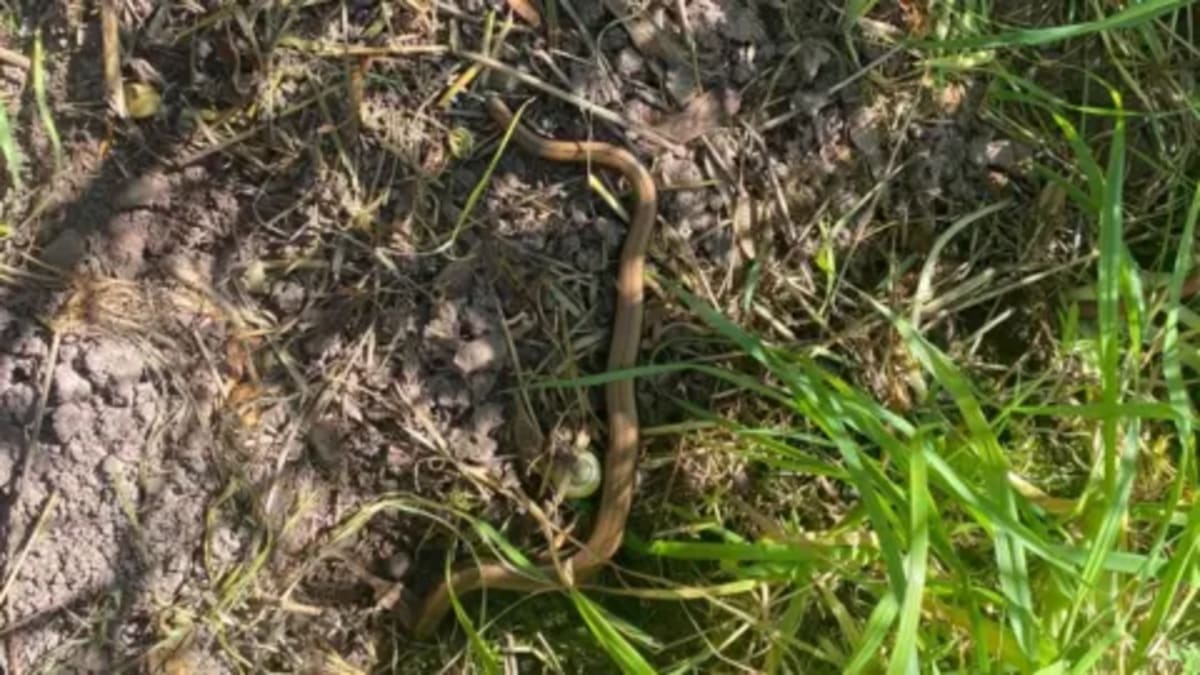 UK Village Rewilding Brings Back Butterflies, Slow Worms - Image 5