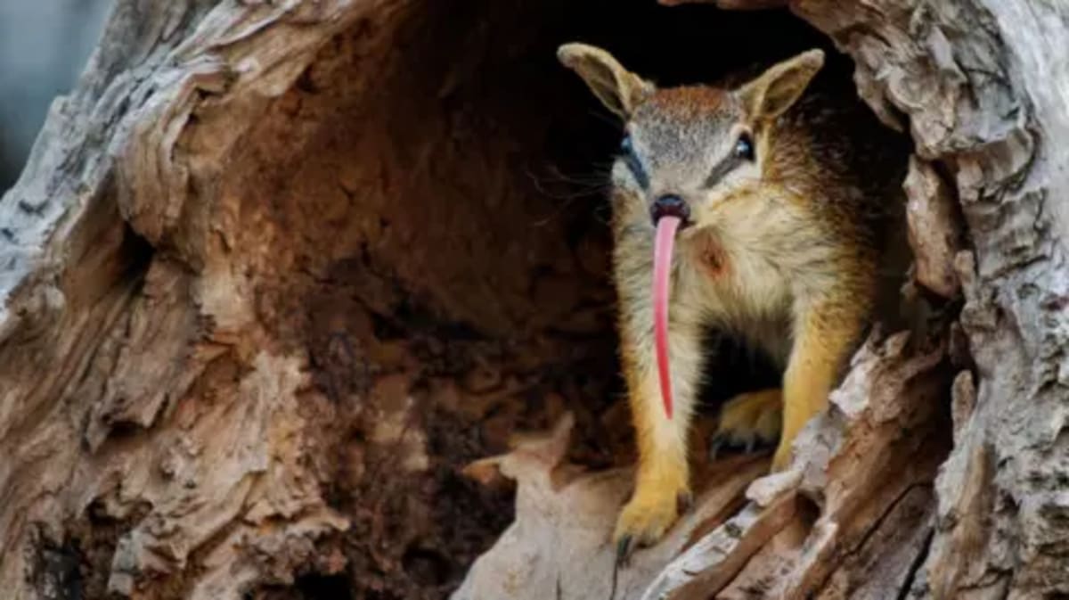 Squeaky Desert Frog Gets Global Protection From Mining - Image 3