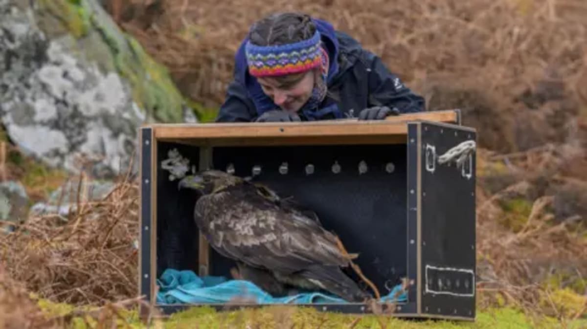 Golden Eagles Return to England After 200 Years - Image 3