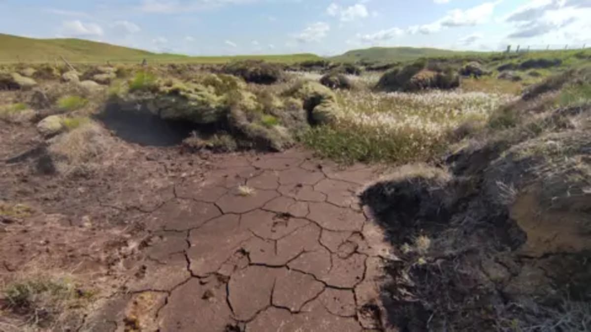 The Bogfather: Wales Scientist Restores Bogs to Fight Climate - Image 5