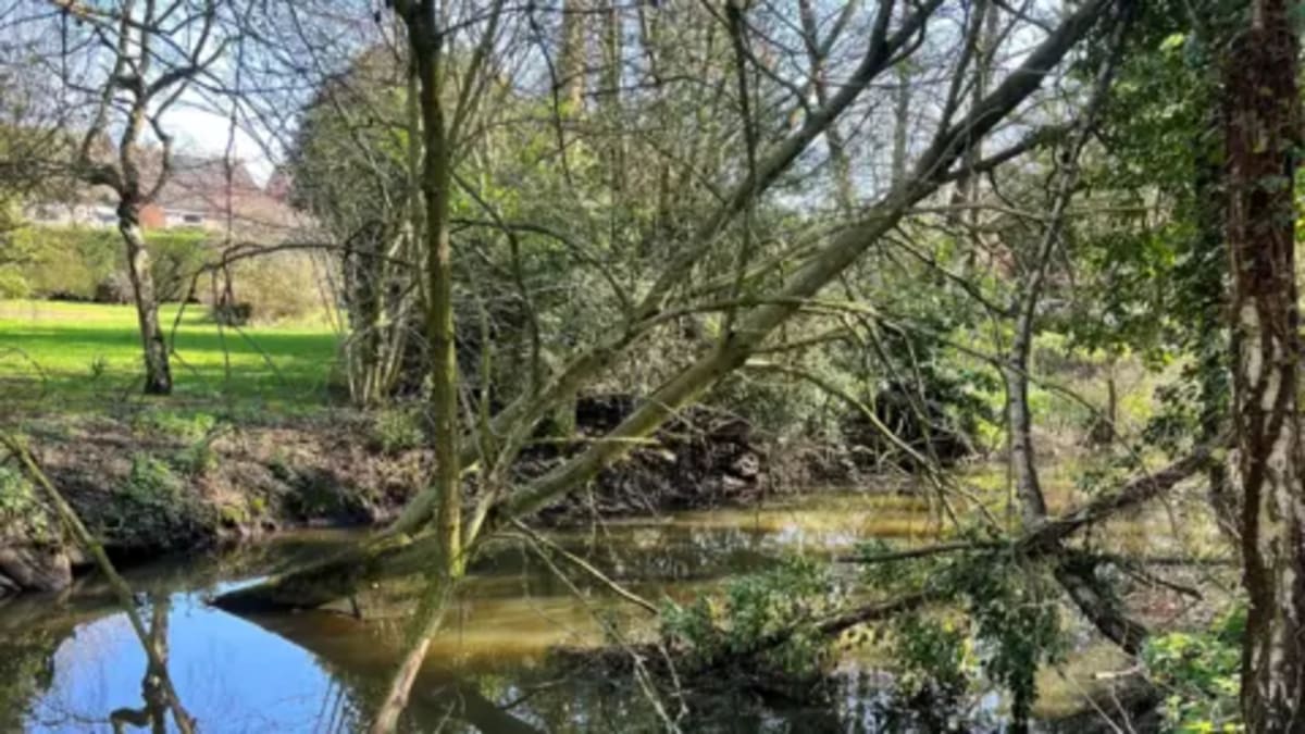 Council Saves 2.5 Acres of Riverside Land for Wildlife - Image 3