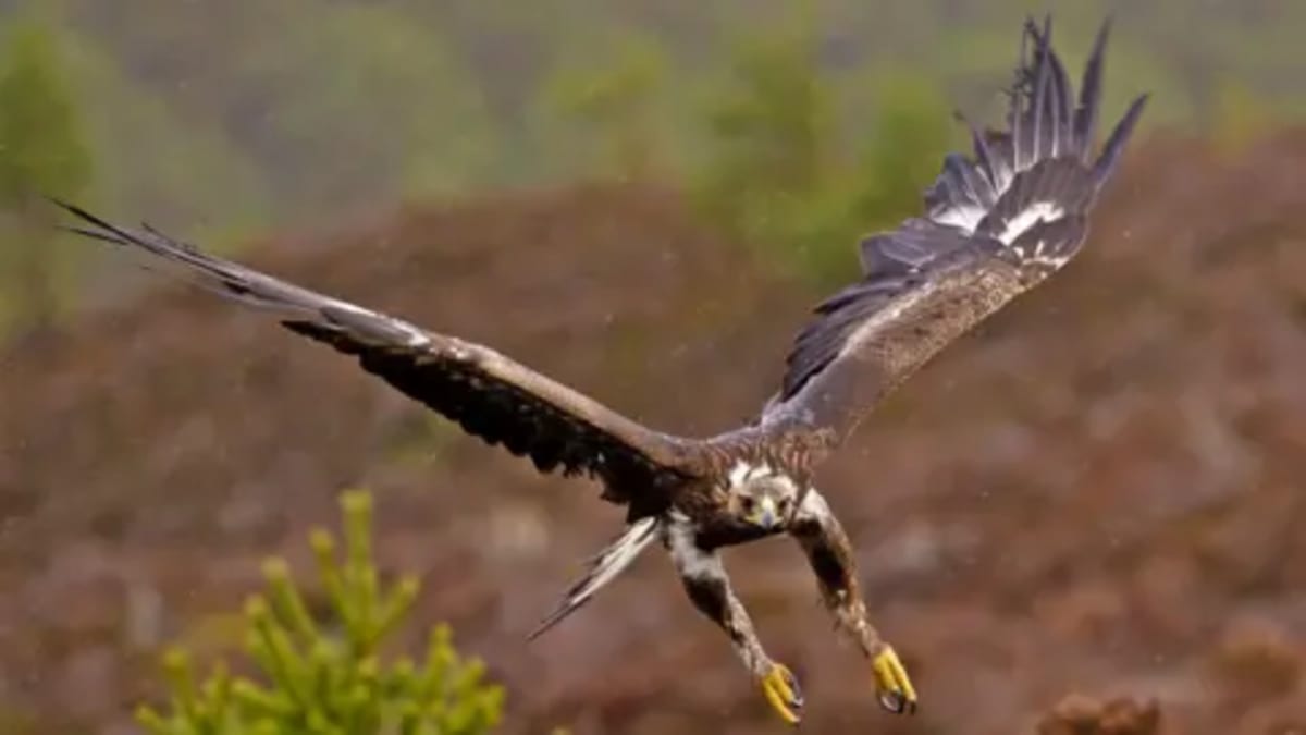 Golden Eagles Return to England After 200 Years - Image 2