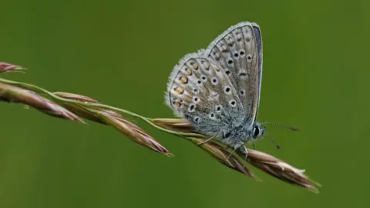 UK Launches Big Butterfly Count to Track Climate Impact - Image 2
