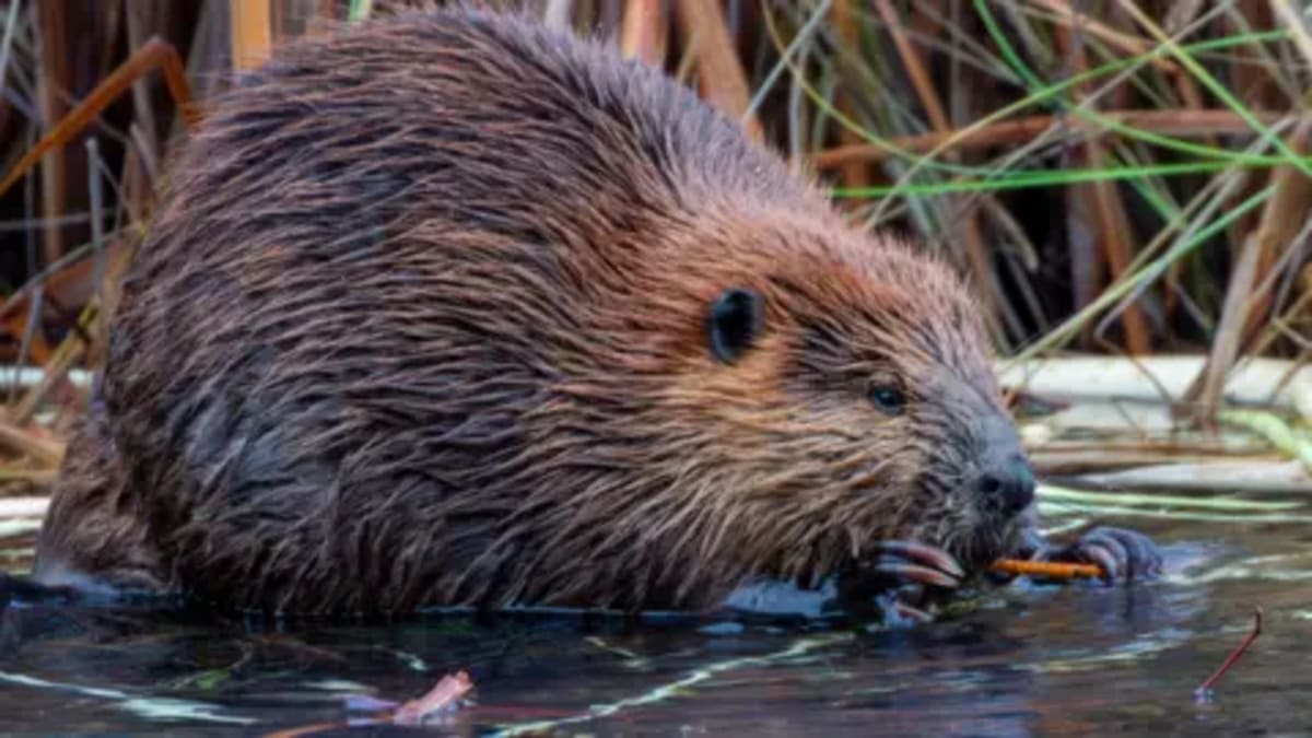 Wild Beavers Returning to Dorset Rivers After 400 Years - Image 2