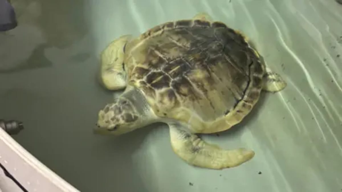Rare Turtle Flies 5,000 Miles Home After Wales Beach Rescue - Image 2