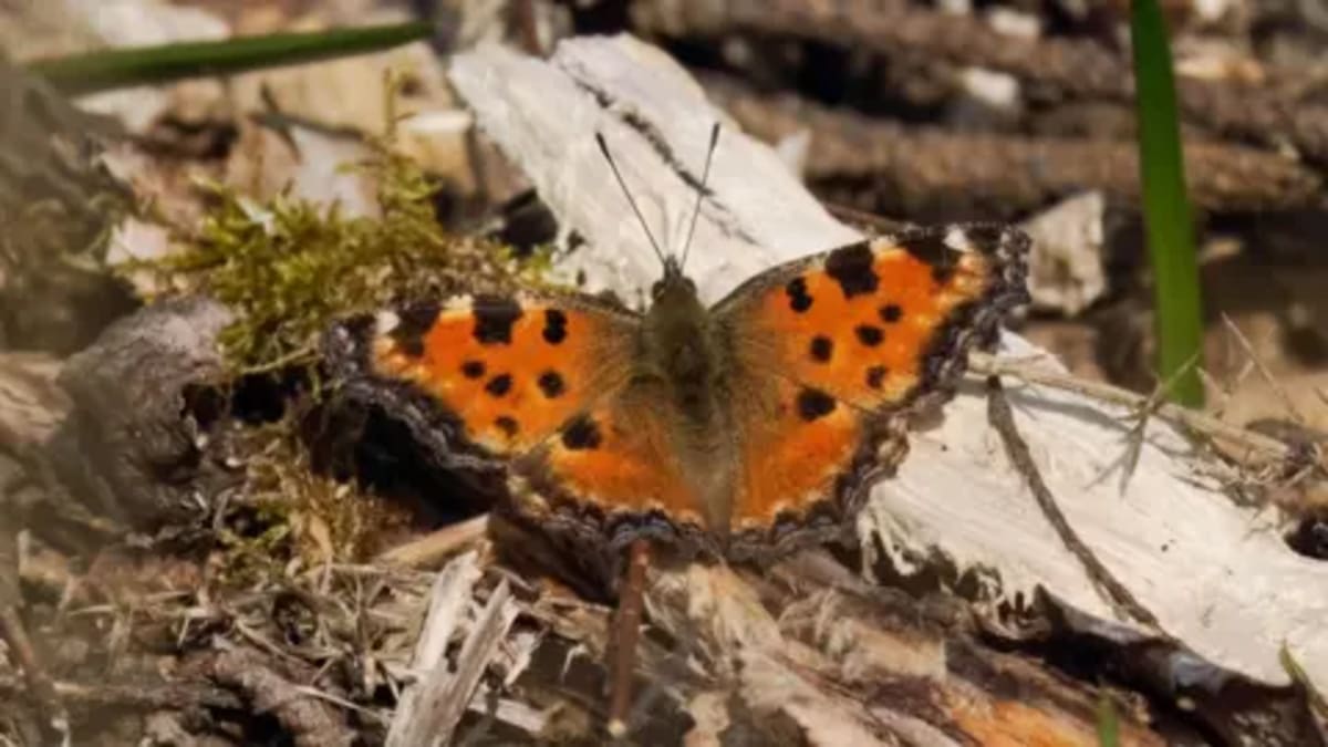 Extinct' Butterfly Returns to Southern England - Image 2