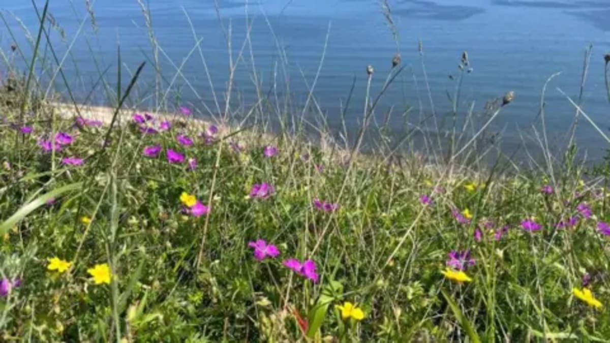 Durham Restores Globally Unique Coastal Grasslands - Image 2