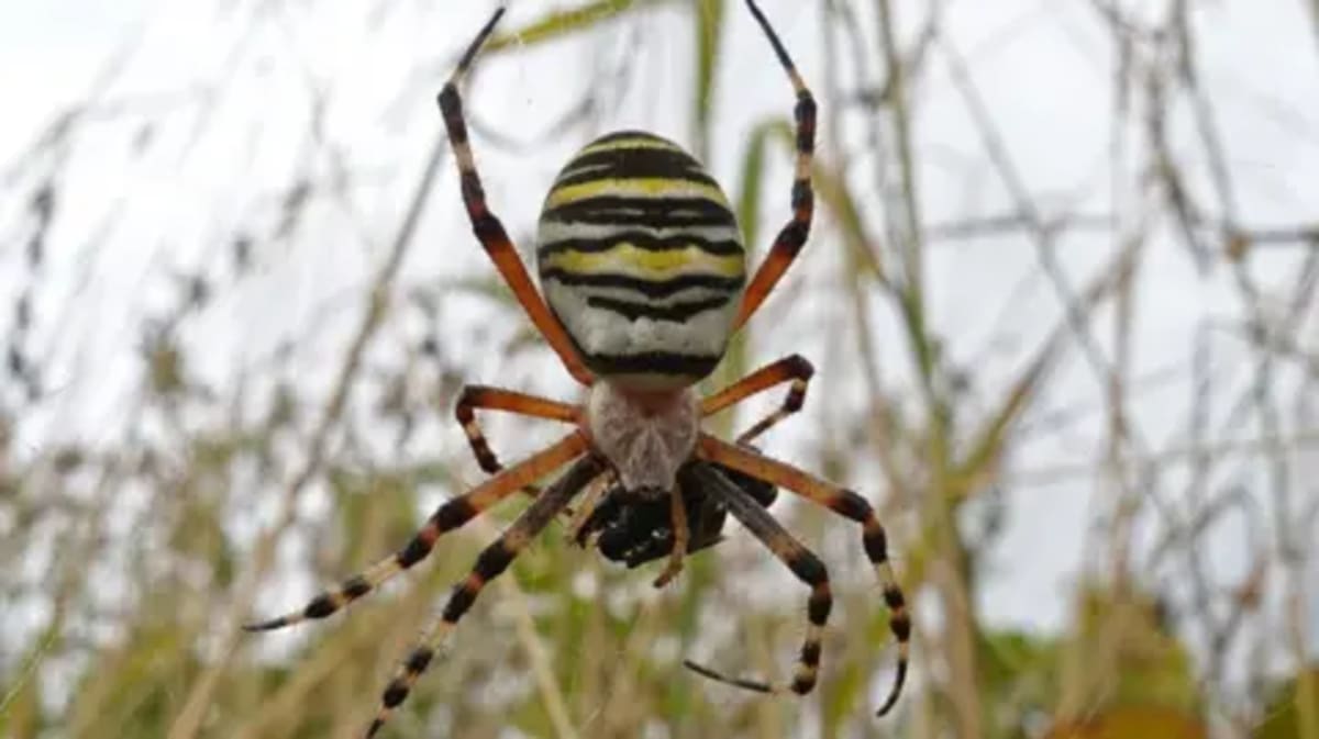 New Insects Thrive in UK's West Midlands as Climate Warms - Image 5