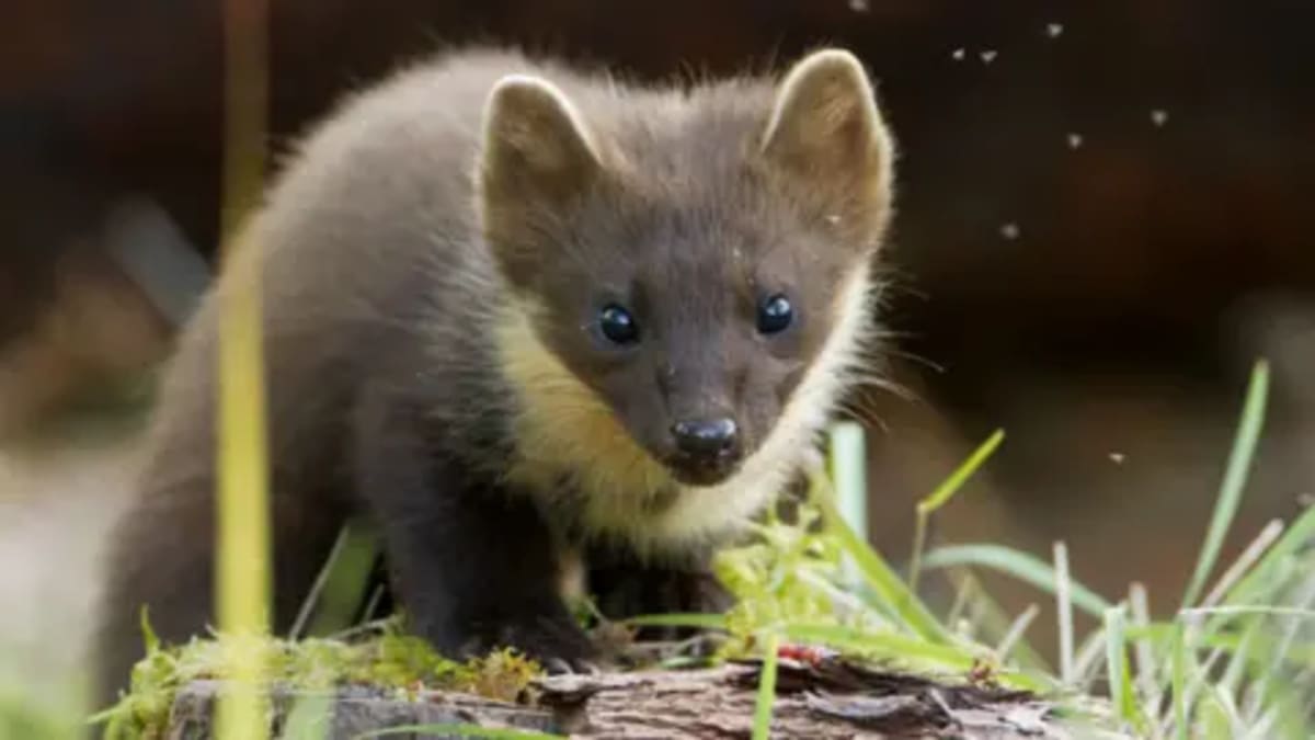 Pine Martens Breed in England After 100-Year Extinction - Image 2