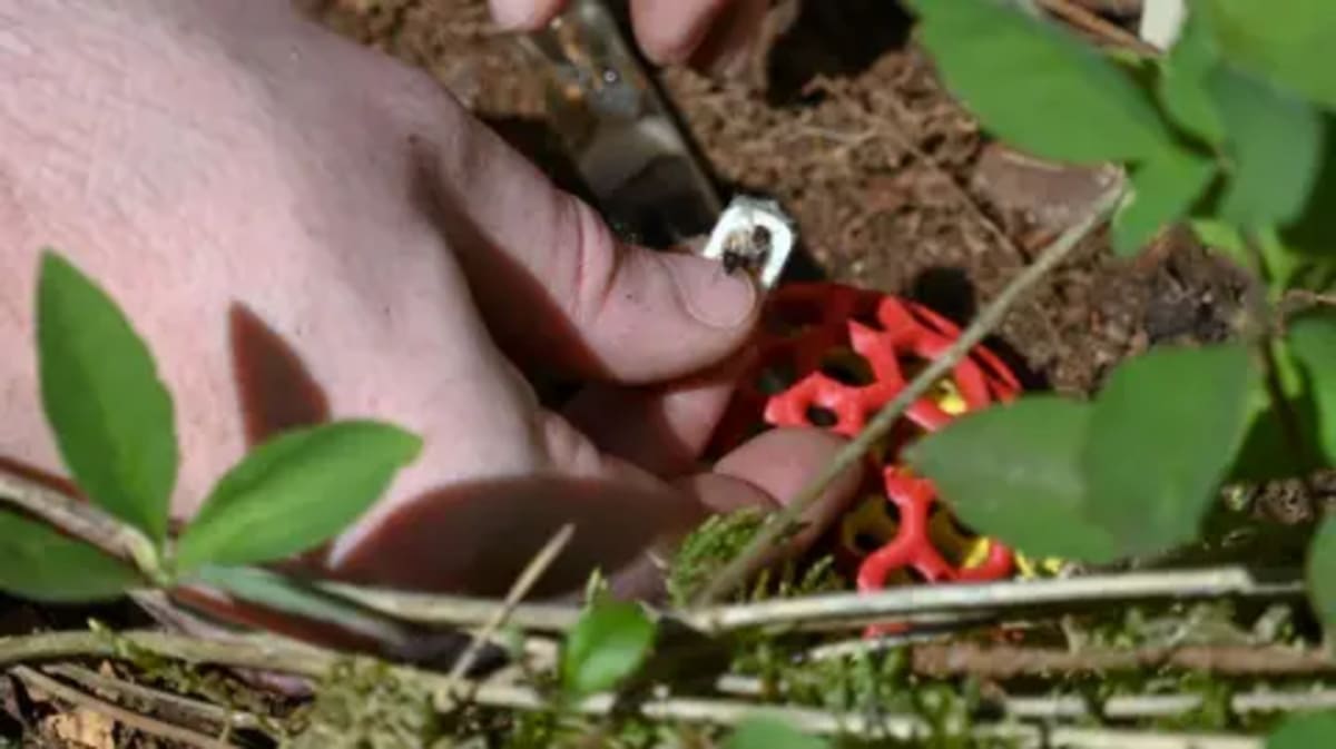 Lost' Ants Return to English Woodland After Decades - Image 4