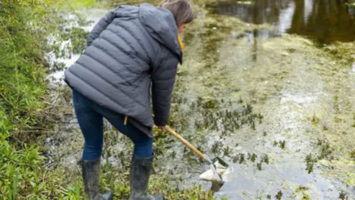 Two Historic Ponds Come Back to Life After a Decade - Image 2