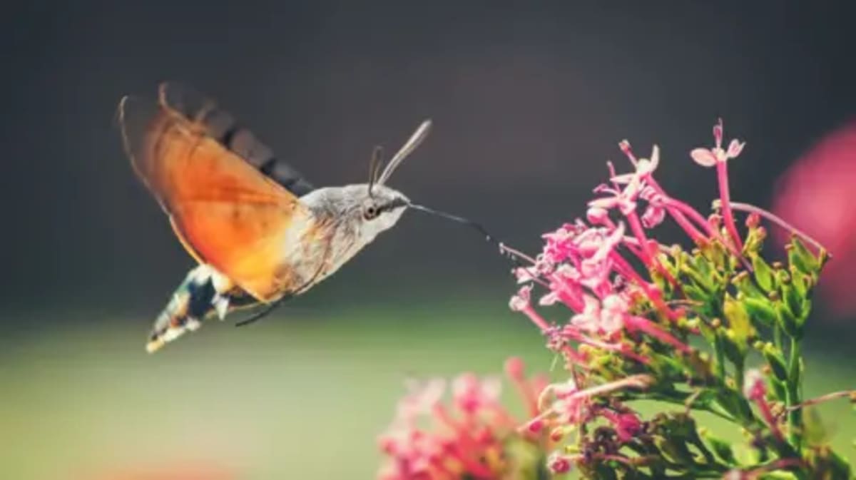 New Insects Thrive in UK's West Midlands as Climate Warms - Image 2