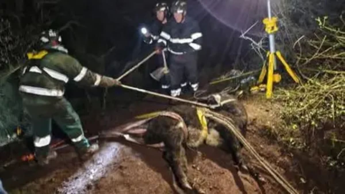 Shropshire Firefighters Rescue Cow from Deep Hole - Image 2