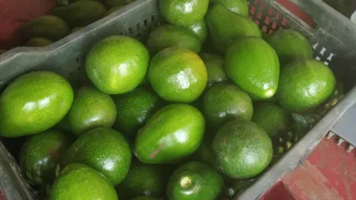 India's Avocado Boom: From 'Dog Fruit' to Darling Crop - Image 2
