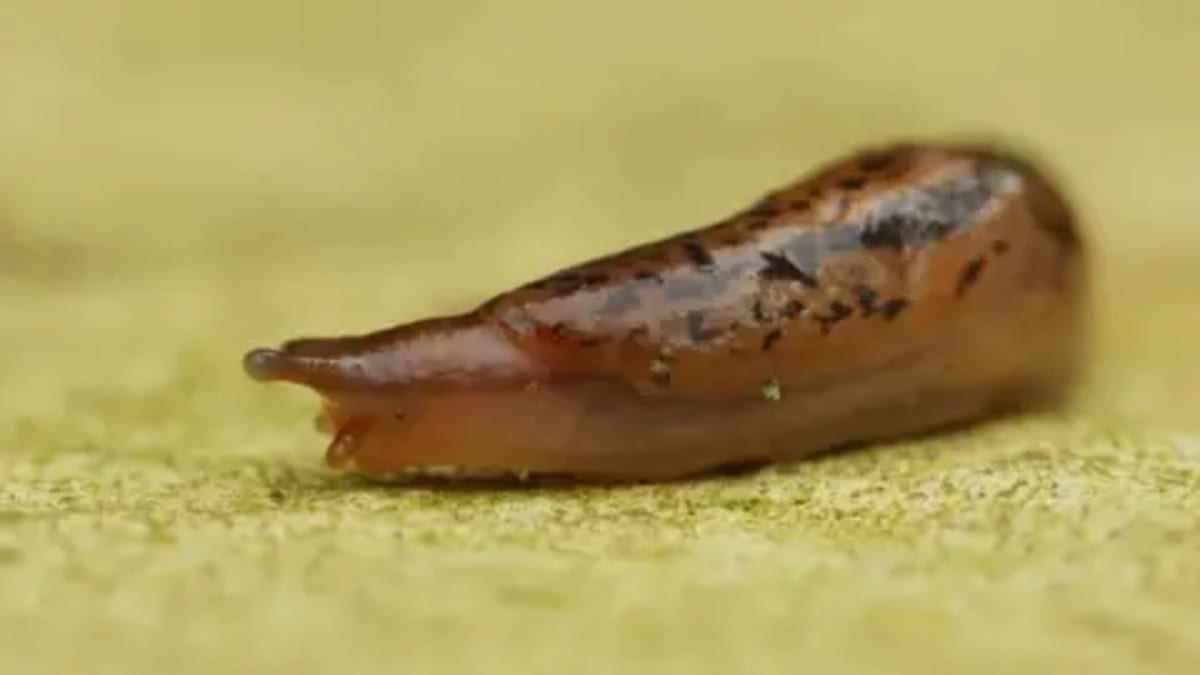 UK Farmers Use New Slug Maps to Cut Pesticide Use - Image 2