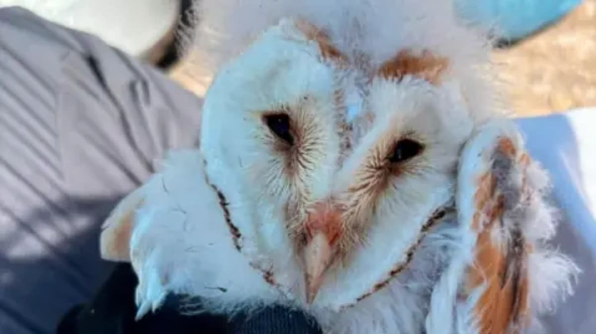 10 Rare Barn Owls Born in Northern Ireland After 50 Years - Image 2