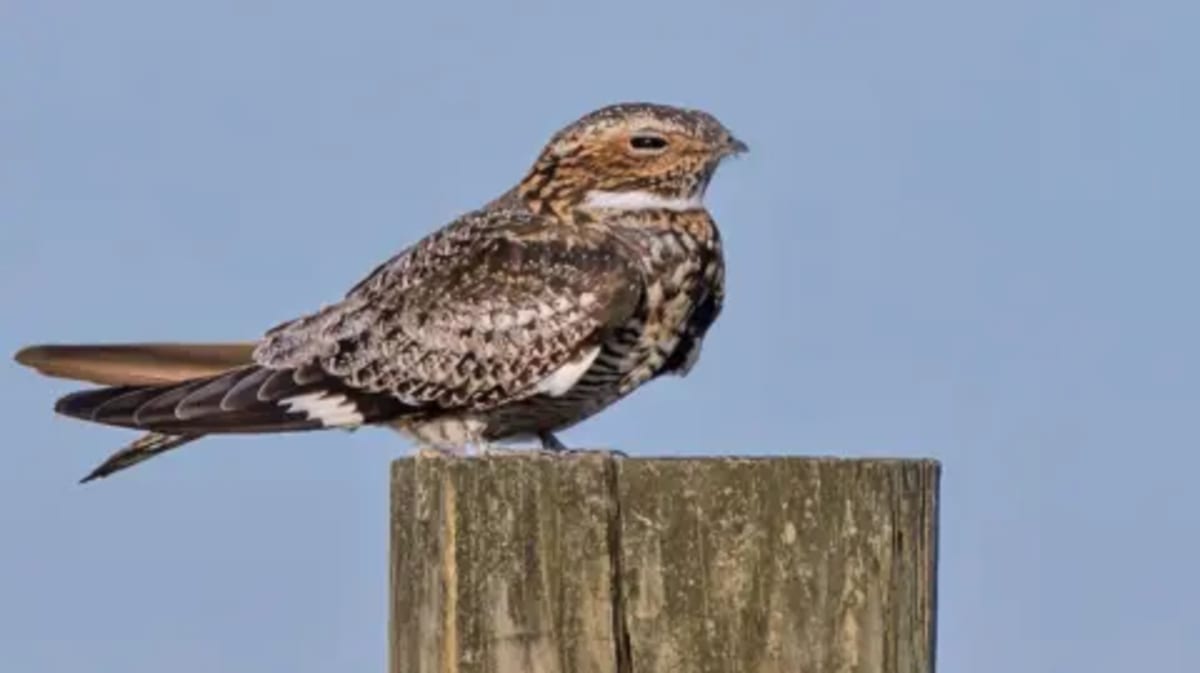 Nightjars Double in South Downs After Conservation Win - Image 2