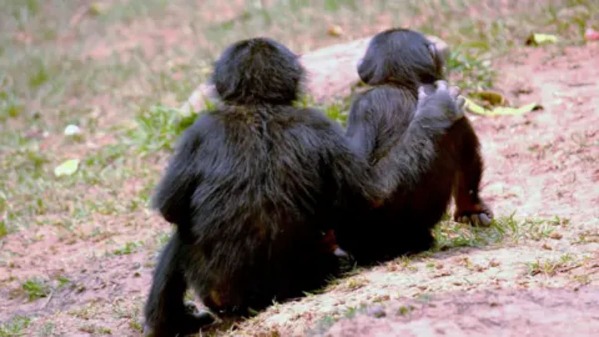 Apes Kiss and Hug Before Fights to Keep Peace - Image 3