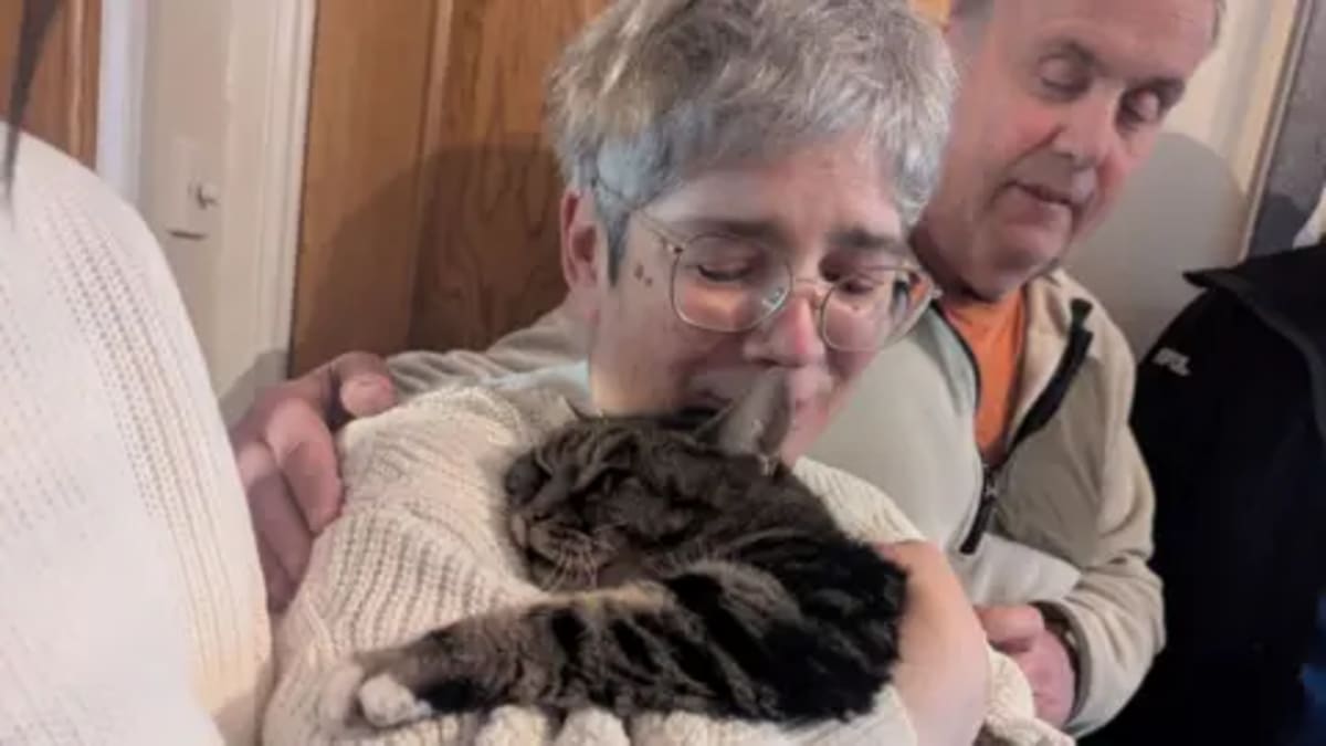 Cat Missing 4 Years Found Two Streets from Home - Image 5
