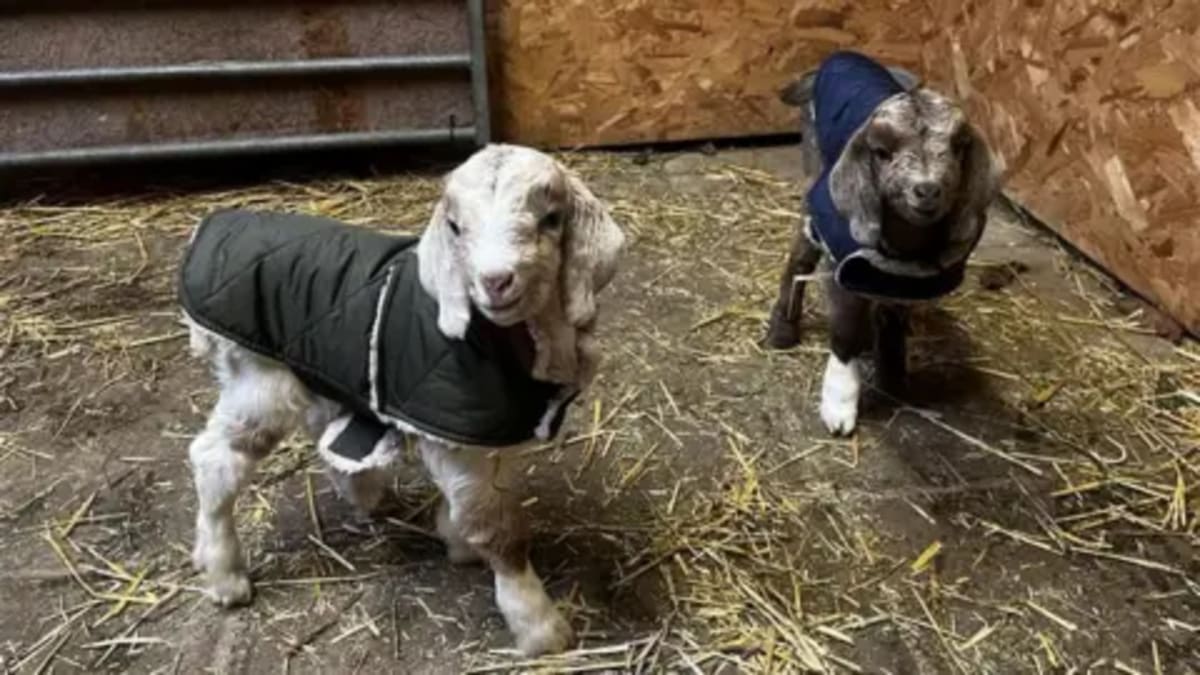 Kent Goat Sanctuary Doubles Capacity With New 17-Acre Land - Image 2