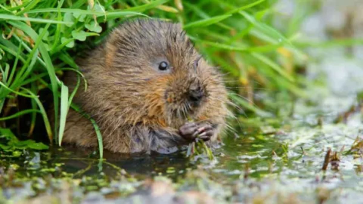 Water Voles Thrive in Surrey River After 20-Year Absence - Image 2