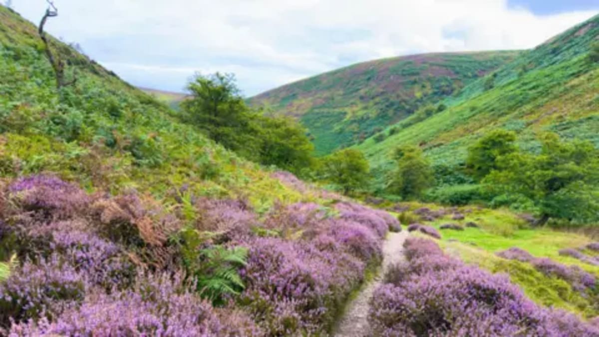 Shropshire Unveils Plan to Restore Wildlife and Wild Spaces - Image 2