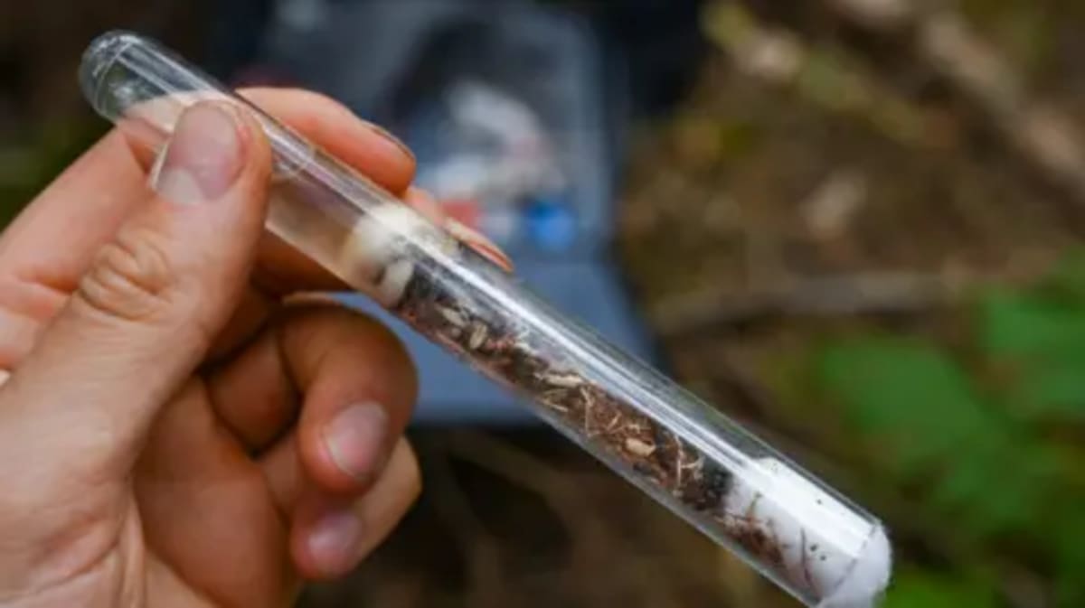 Lost' Ants Return to English Woodland After Decades - Image 2
