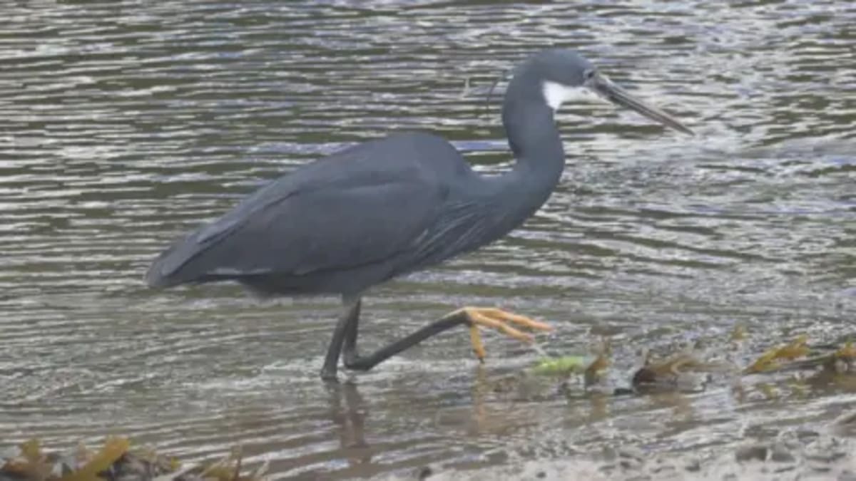 Rare African Heron Draws 300 Birdwatchers to Welsh Town - Image 2