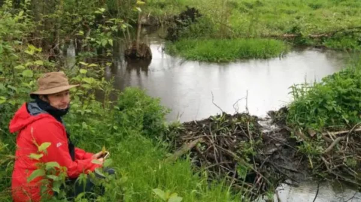 Beavers Return to Cornwall After 500 Years, Slow Floods - Image 5