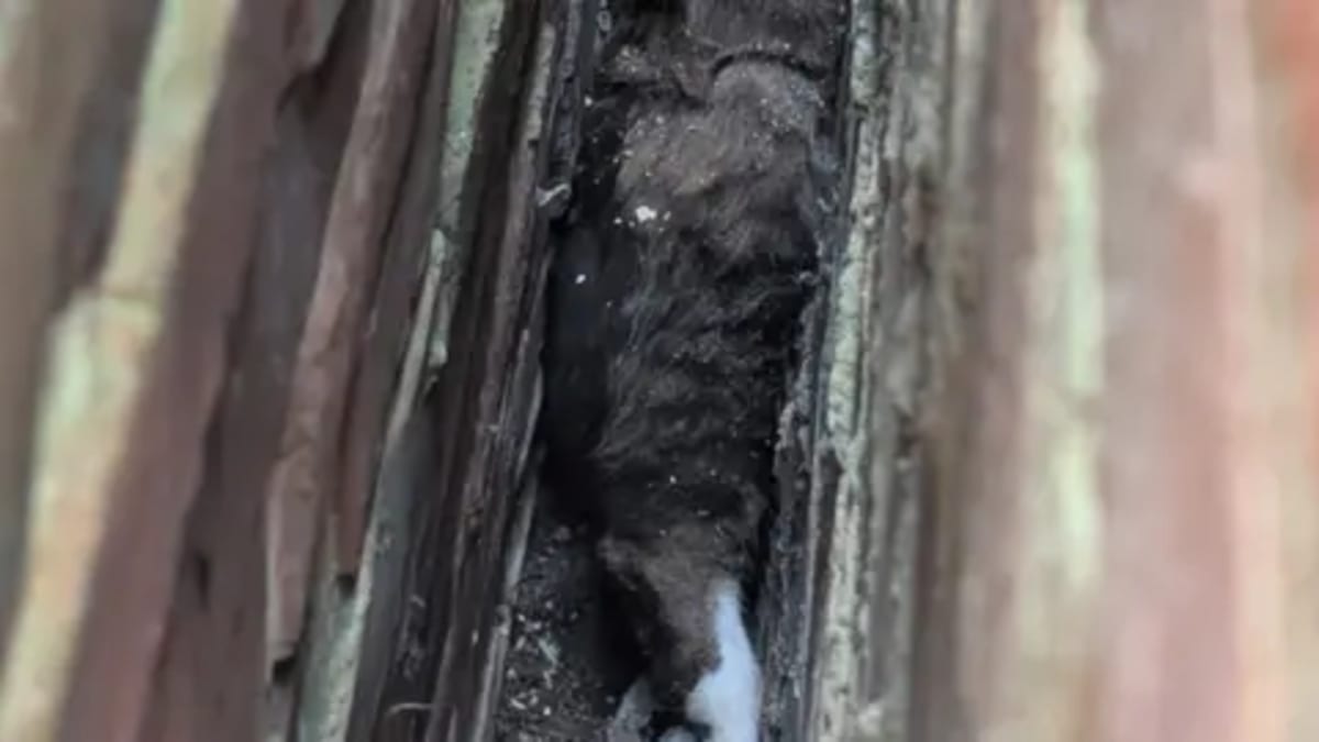 Cat Missing 4 Years Found Two Streets from Home - Image 3