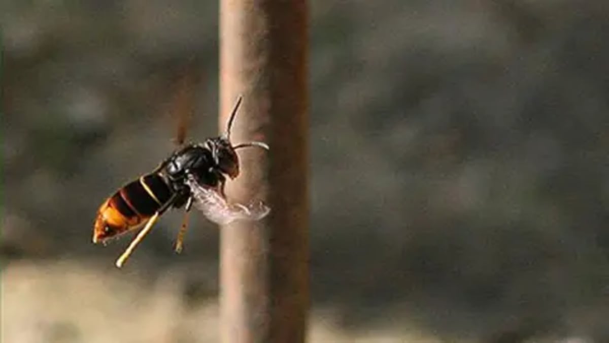 Guernsey Residents Track 205 Hornet Queens This Year - Image 2