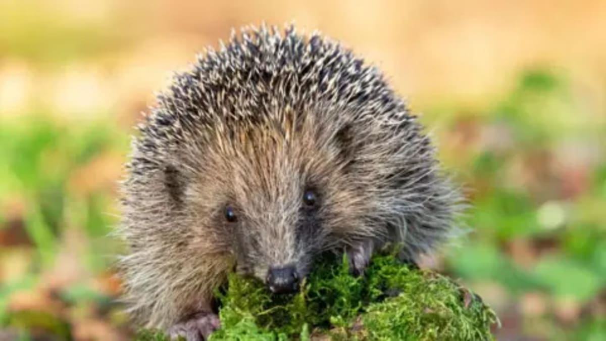 GPS Backpacks and Sniffer Dogs Save Europe's Hedgehogs - Image 2