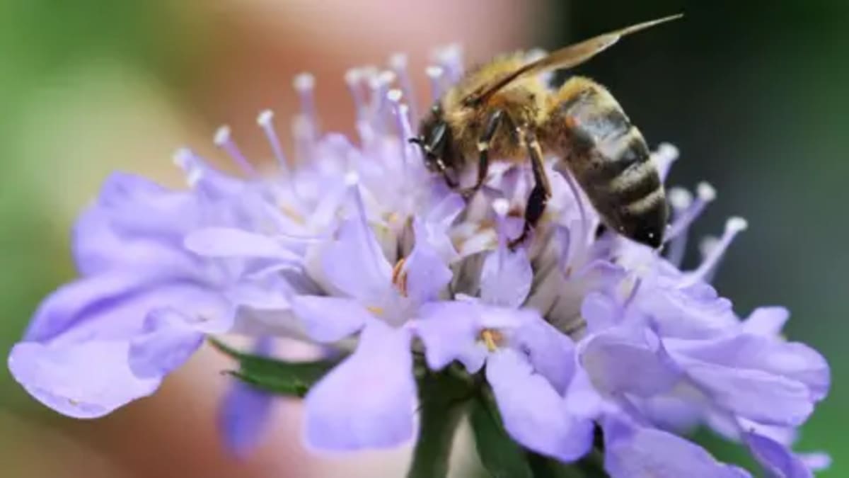 Council Saves 2.5 Acres of Riverside Land for Wildlife - Image 2