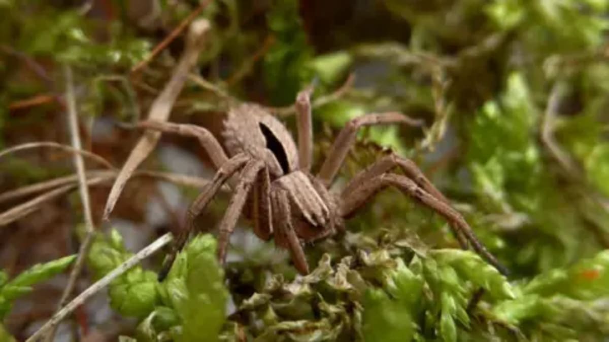 Extinct Spider Rediscovered Gets £50K to Save It - Image 2