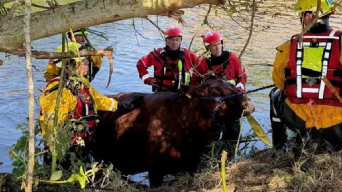 Firefighters Rescue Cow Trapped in A1 Tunnel - Image 2