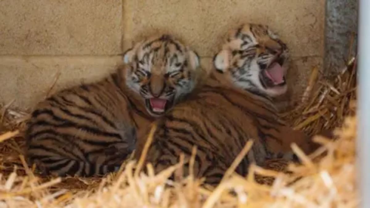Endangered Tiger Twins Born at UK Safari Park - Image 2