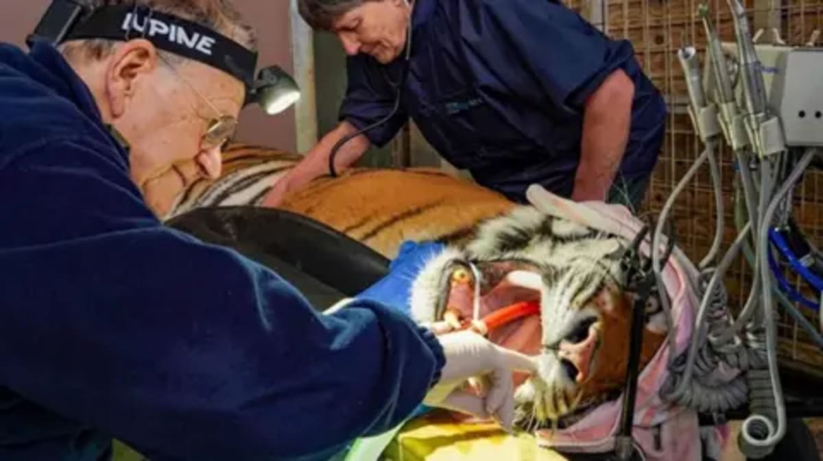 Rescued Tiger Gets Root Canal, Saves 7cm Teeth in UK - Image 2