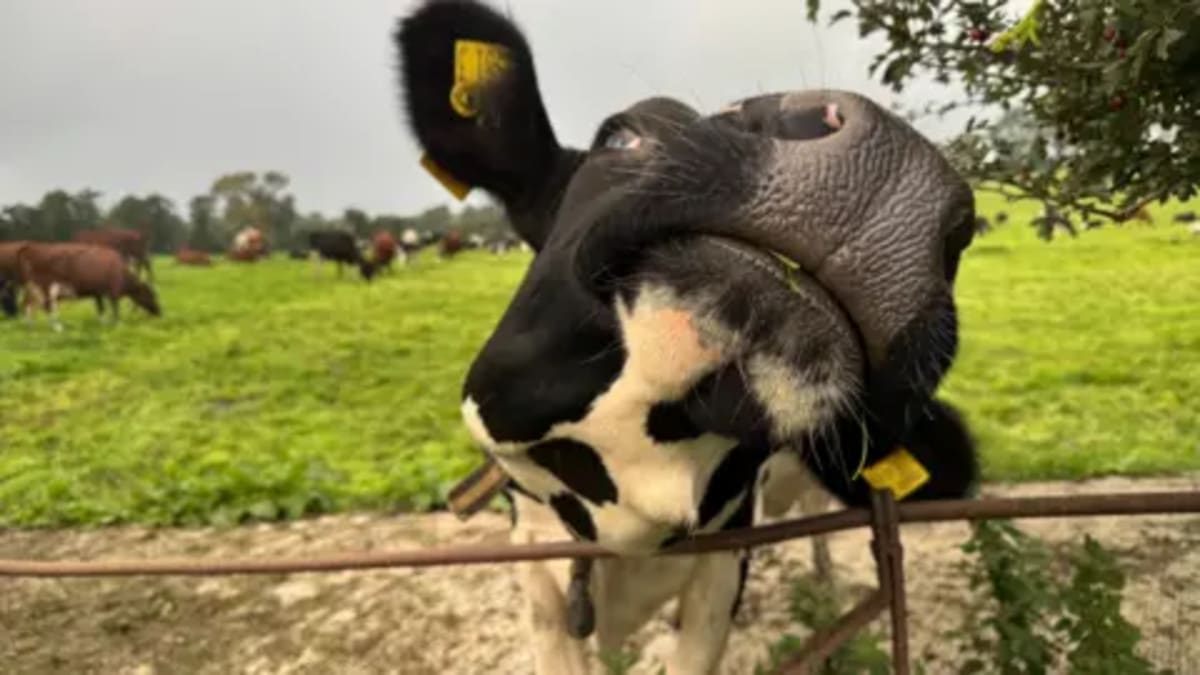 Farmer Who Lost 200 Cows Finds Hope in Song - Image 4