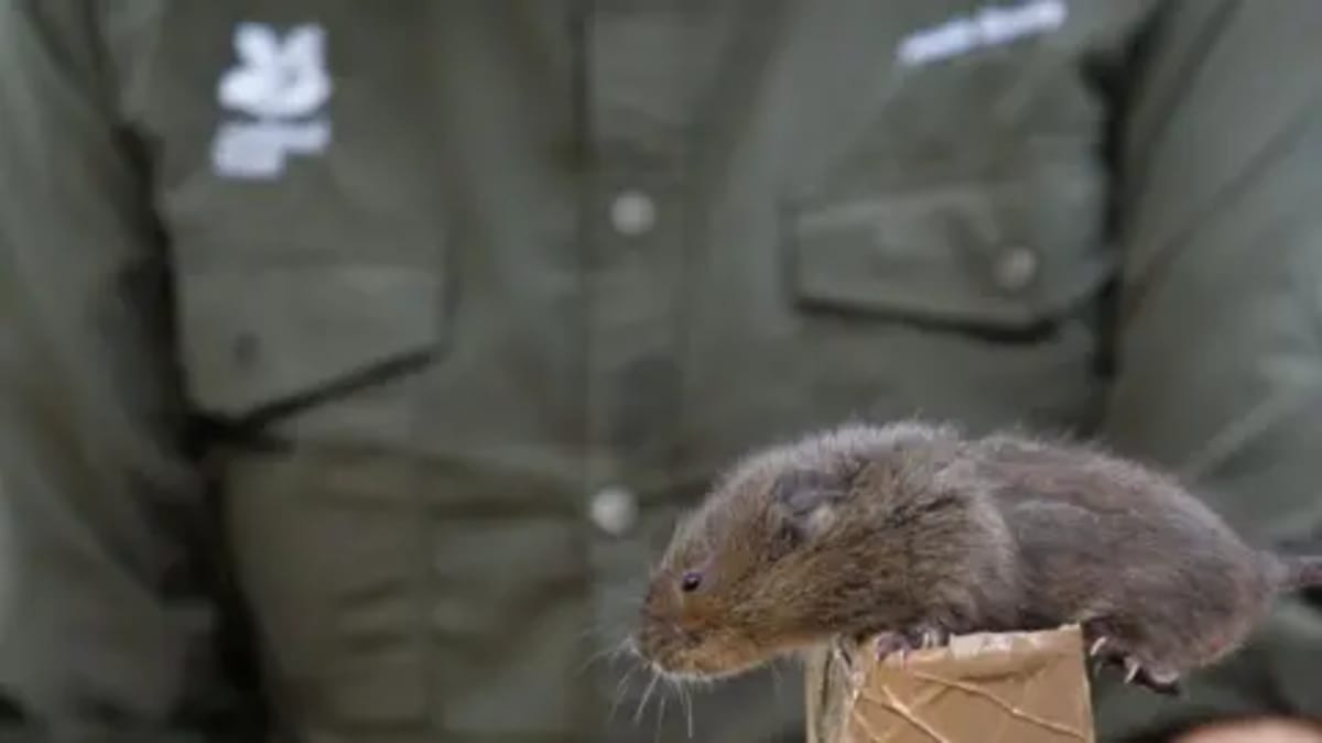 300 Water Voles Return to Surrey River After 20 Years - Image 4