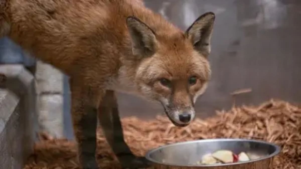 Stowaway Fox Basil Beats Rare Disease After Ship Journey - Image 2