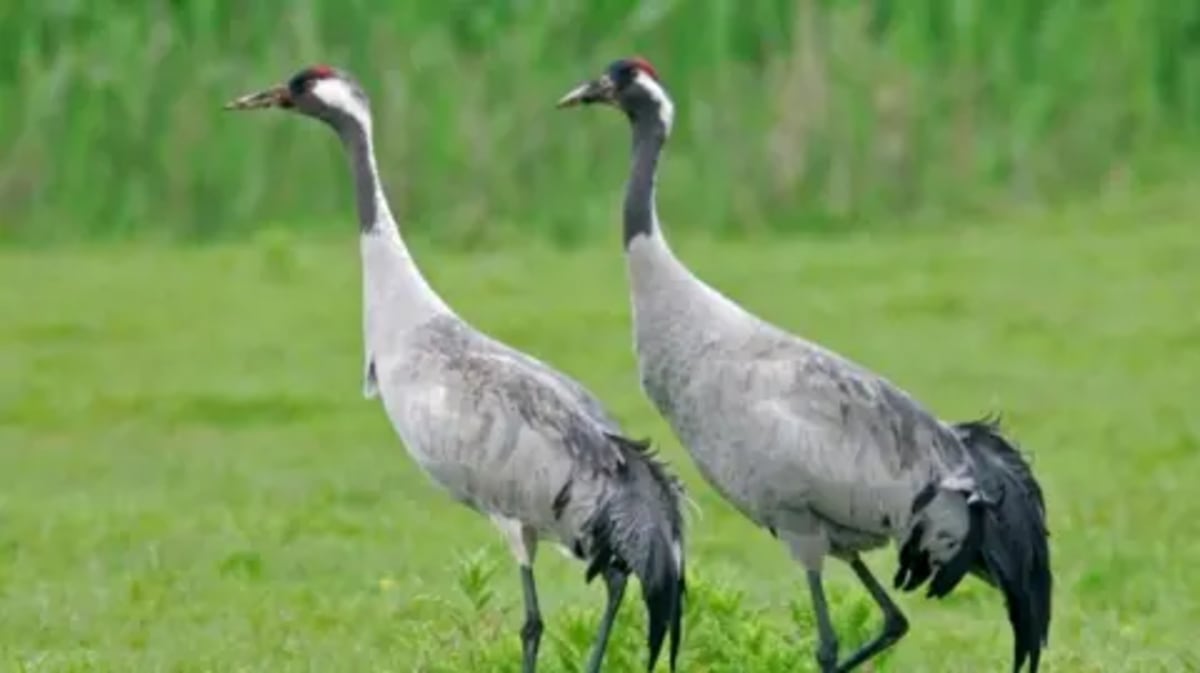 UK Crane Population Hits 250 After 400-Year Extinction - Image 3