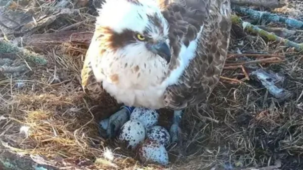Osprey Lays Fourth Egg After Last Year's Love Triangle Drama - Image 2