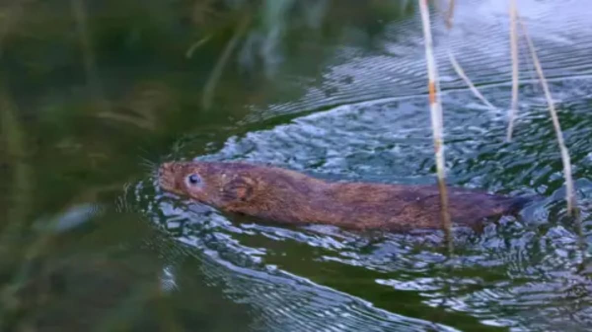 Water Voles Thrive in Surrey River After 20-Year Absence - Image 5