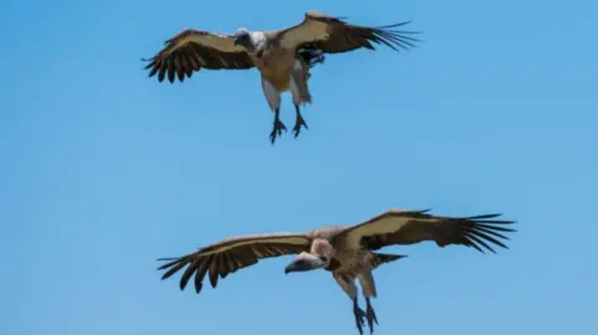Nigeria's 'Vulture King' Saves Birds From Extinction - Image 2