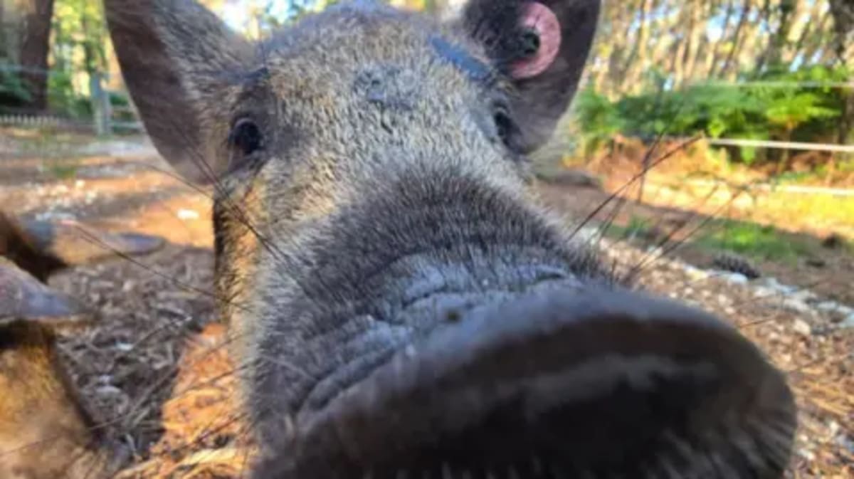 Two Hairy Pigs Are Saving a British Island's Ecosystem - Image 2