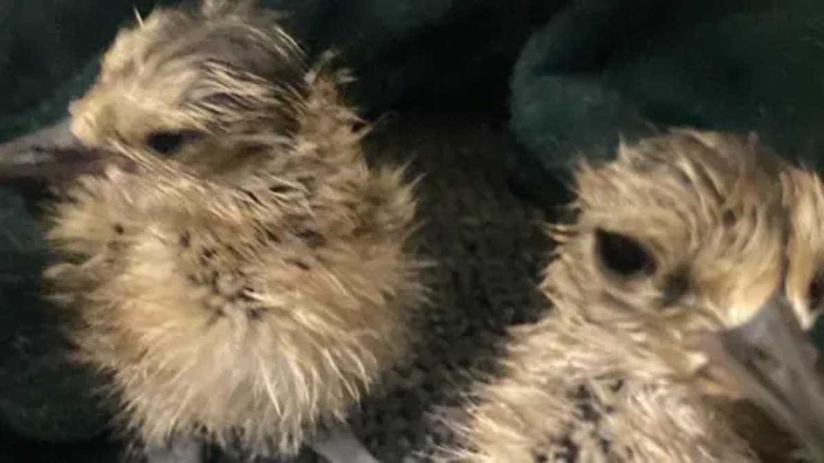 Firefighters Save 4 Curlew Eggs From Wildfire, All Hatch - Image 2