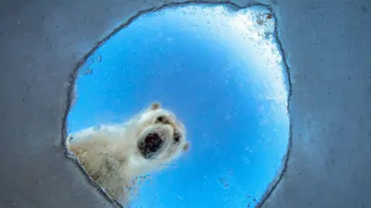 Photographer Waits 8 Hours to Capture Polar Bear's Gaze - Image 2